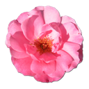 Wild Rose Pink 1 icon